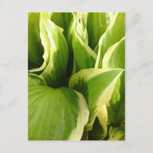 Hostas Postkarte