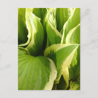 Hostas Postkarte