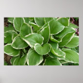 Hosting Poster (Vorne)