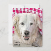 Hot Dog Fry Einladung (Vorderseite)