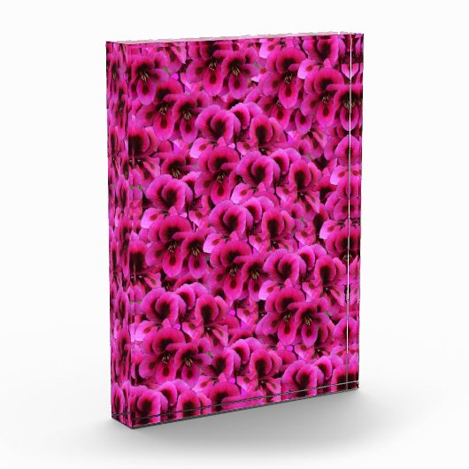 Hot Magenta Geranium Blume, Fotoblock (Links)