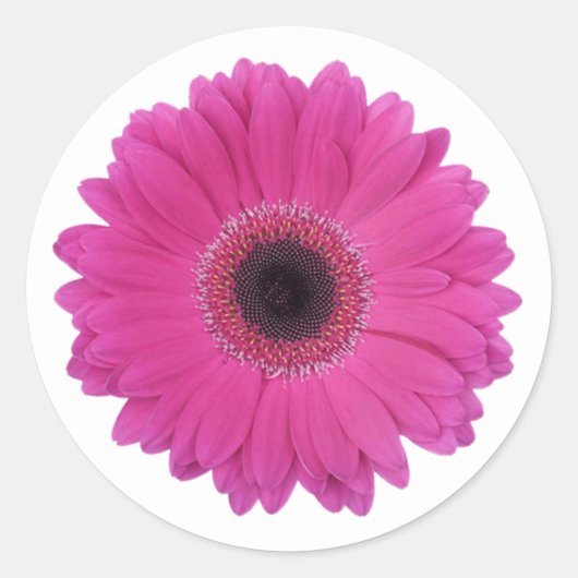 Hot Magenta Pink Gerbera Daisy Blume Runder Aufkleber (Vorderseite)
