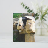 Hot Panda Postkarte (Stehend Vorderseite)
