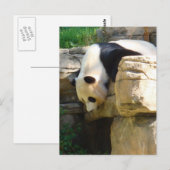 Hot Panda Postkarte (Vorne/Hinten)