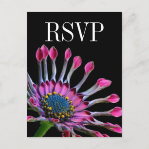 Hot Pink African Daisy Wedding RSVP Postcard Einladungspostkarte