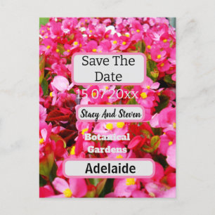 Hot Pink Begonia Blume Save the Date, Postkarte