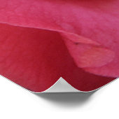 Hot Pink Camellia Poster (Ecke)