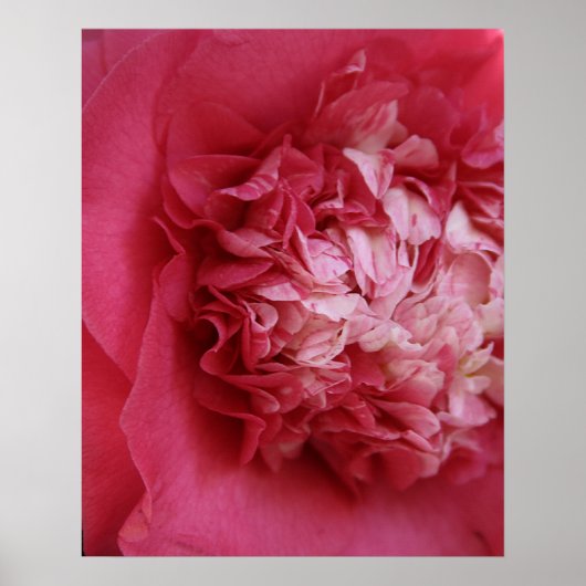 Hot Pink Camellia Poster (Vorne)