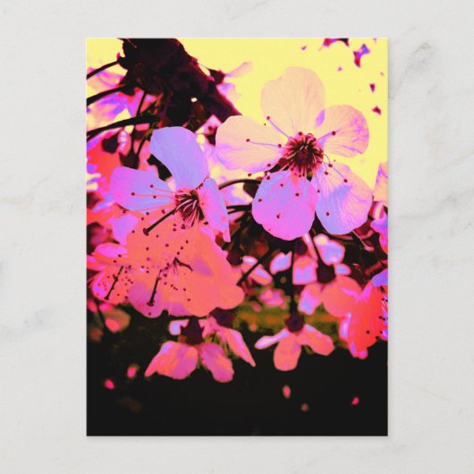 Hot Pink Cherry Blossom Postkarte (Vorderseite)