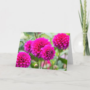 Hot Pink Dahlia Pompom Blume Karte