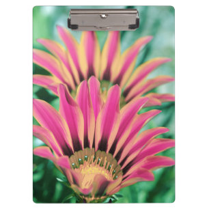 Hot Pink Daisy Klemmbrett
