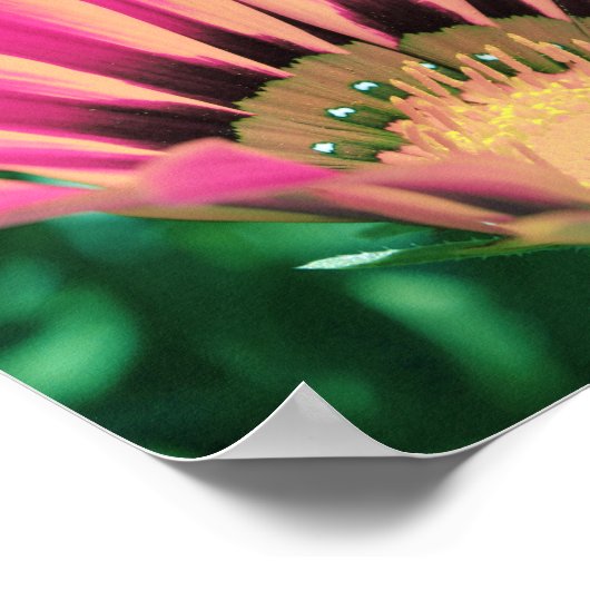 Hot Pink Daisy Petals Poster (Ecke)