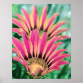 Hot Pink Daisy Petals Poster (Vorne)