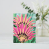 Hot Pink Daisy Petals Postkarte (Stehend Vorderseite)
