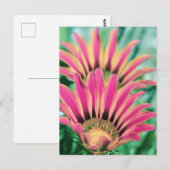 Hot Pink Daisy Petals Postkarte (Vorne/Hinten)