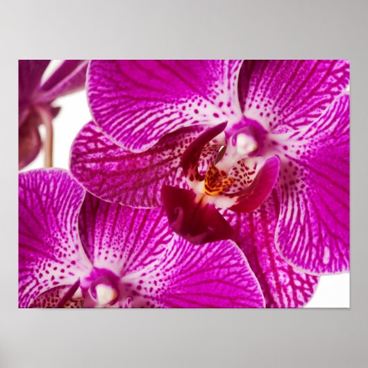 Hot Pink Dendrobium Orchid - Orchideen Hintergrund Poster (Vorne)