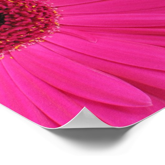 Hot Pink Gerbera Daisy Nah-up Poster (Ecke)
