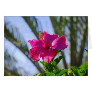 Hot-Pink-Hibiskus