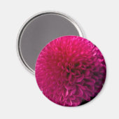 Hot-Pink-Makro-Blume-Magnet Magnet (Vorderseite/Rückseite)