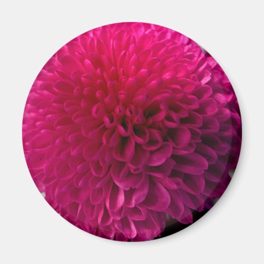 Hot-Pink-Makro-Blume-Magnet Magnet (Vorne)