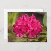 Hot Pink Rhododendron Blumenkohl Blume Postkarten (Vorne/Hinten)
