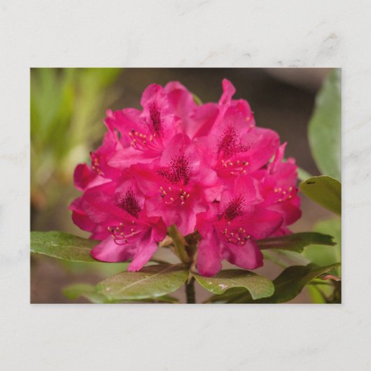 Hot Pink Rhododendron Blumenkohl Blume Postkarten (Vorderseite)