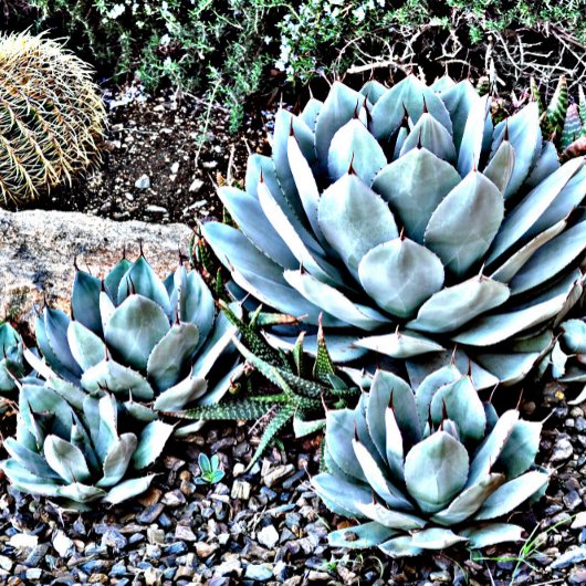 Hot Pink-Rose auf der schwarzen Krawatte