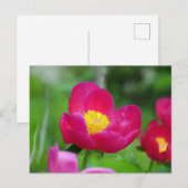 Hot Pink-Rose Feiertagspostkarte (Vorne/Hinten)