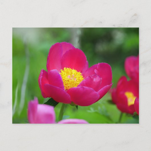 Hot Pink-Rose Feiertagspostkarte (Vorderseite)