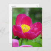 Hot Pink-Rose Feiertagspostkarte (Vorne/Hinten)