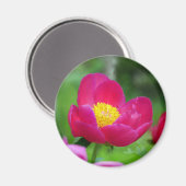 Hot Pink-Rose Magnet (Vorderseite/Rückseite)
