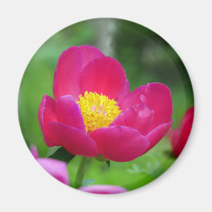 Hot Pink-Rose Magnet