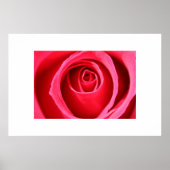 Hot Pink-Rose Poster (Vorne)