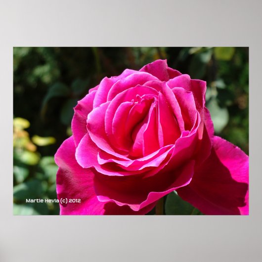 Hot Pink-Rose Poster (Vorne)