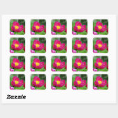Hot Pink-Rose Quadratischer Aufkleber (Blatt)