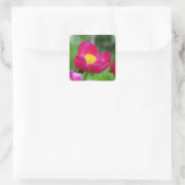 Hot Pink-Rose Quadratischer Aufkleber (Tasche)