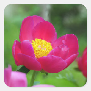 Hot Pink-Rose Quadratischer Aufkleber