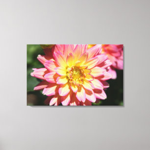 Hot Pink und Gelb Dahlia Blume Leinwanddruck