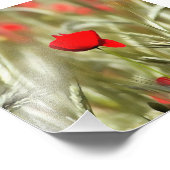 Hot Poppy Acrylmalerei Fotodruck (Ecke)