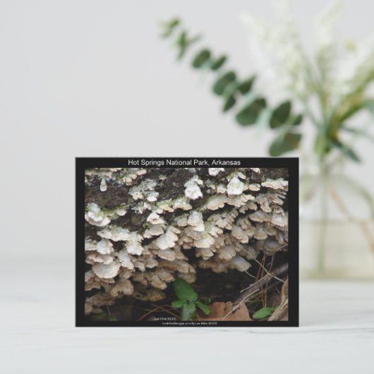 Hot Spings National Park, Arkansas Tree Fungus Postkarte (Stehend Vorderseite)