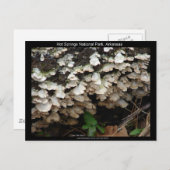 Hot Spings National Park, Arkansas Tree Fungus Postkarte (Vorne/Hinten)
