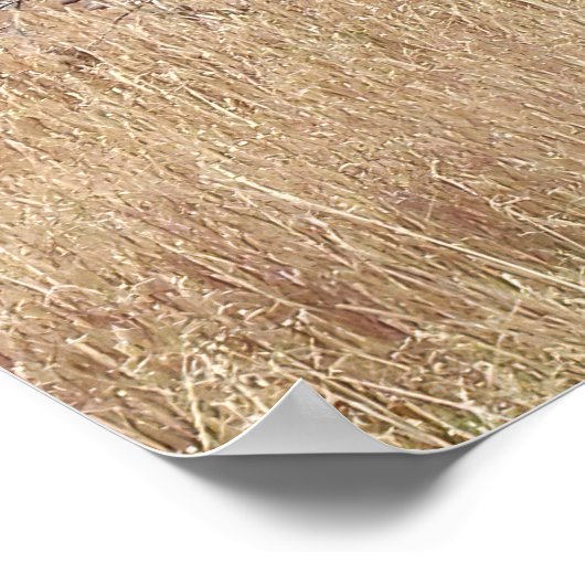 Hot Spring Bison Poster (Ecke)