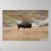 Hot Spring Bison Poster (Vorne)