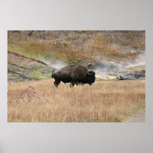 Hot Spring Bison Poster