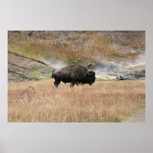 Hot Spring Bison Poster (Vorne)