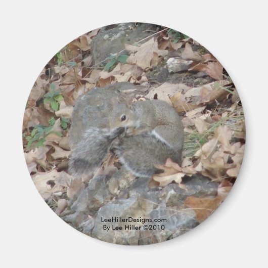 Hot Springs Mountain, AR Squirrel Camouflage Gesch Magnet (Vorne)