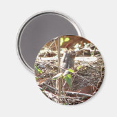 Hot Springs Mountain, Arkansas Chipmunk Geschenke Magnet (Vorderseite/Rückseite)