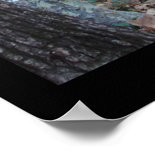 Hot Springs Mountain Arkansas Path Large Print Poster (Ecke)