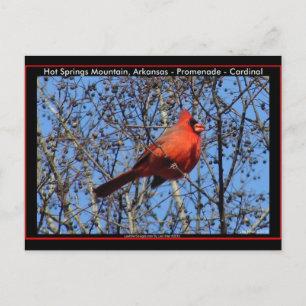 Hot Springs Mountain Promenade Cardinal Geschenke Postkarte