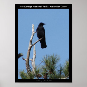 Hot Springs National Park, AR - American Crow Poster